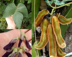 Mucuna pruriens